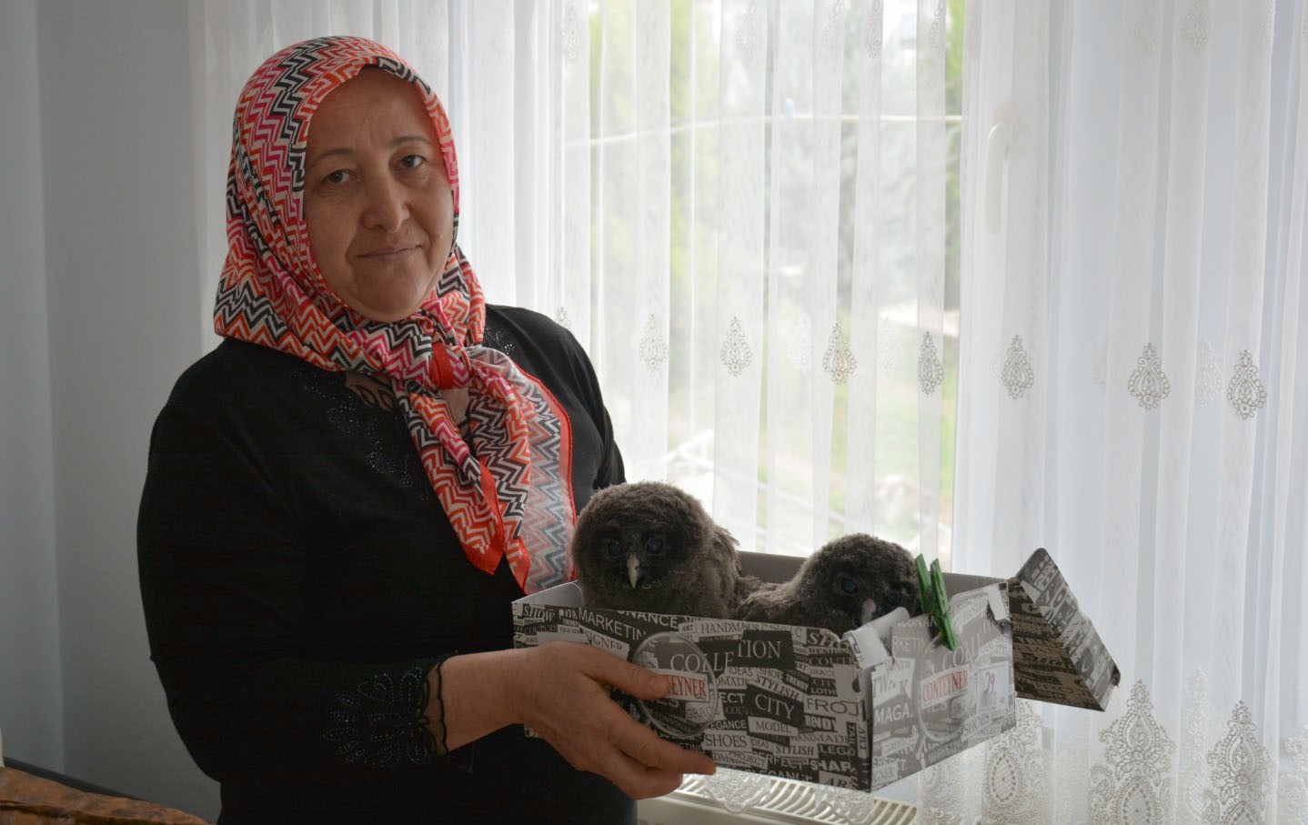 Balkonda bulduğu misafir baykuş yavrularını evinde besliyor