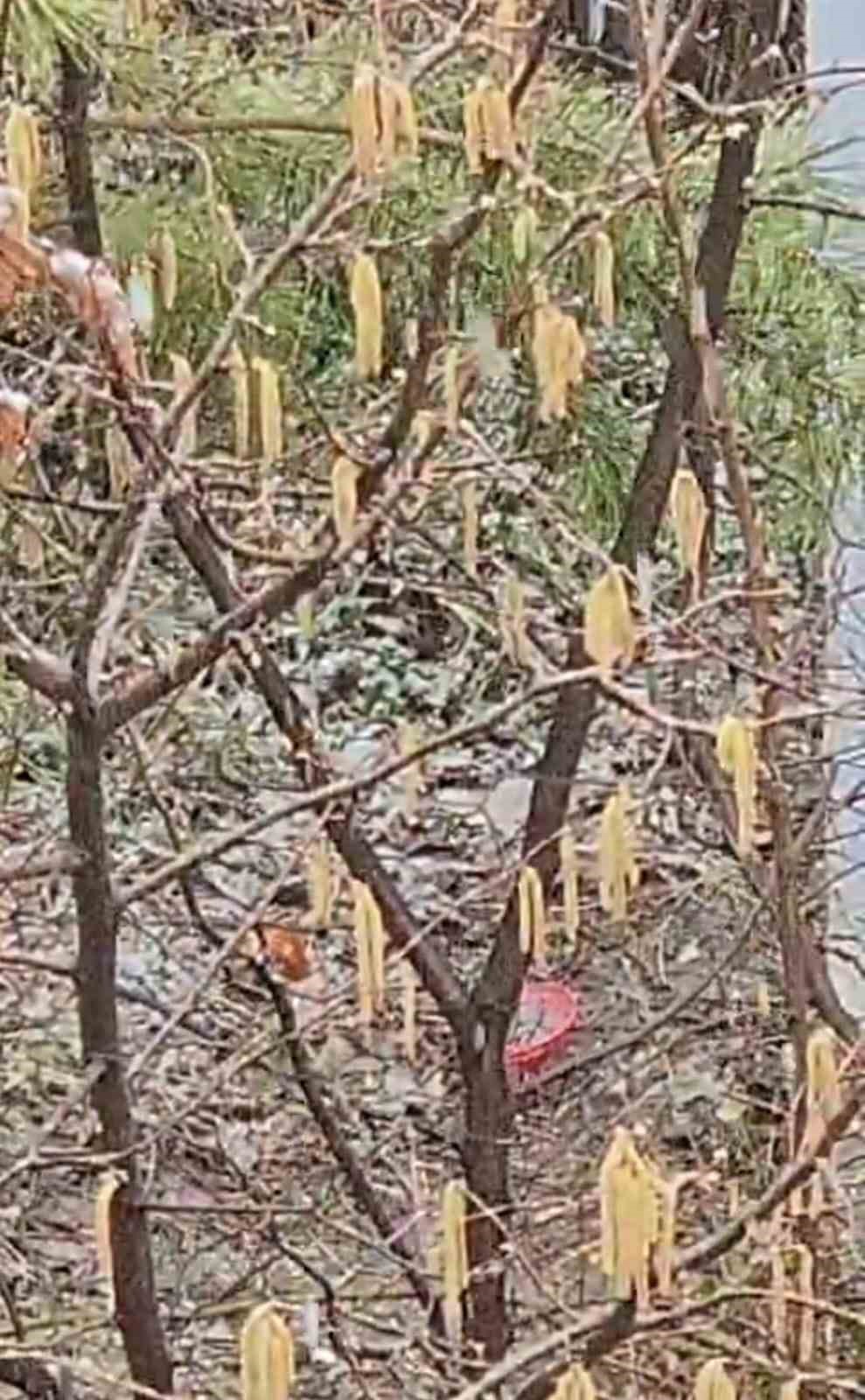 Tufanbeyli’ye Mart ayında lapa lapa kar yağdı