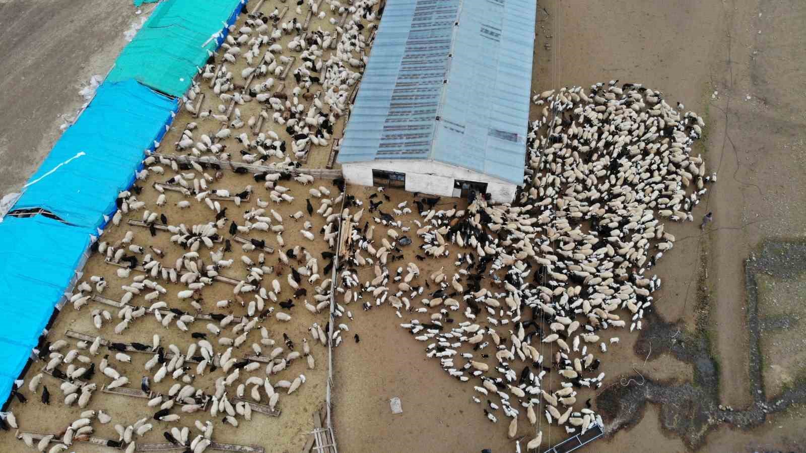 Koyun ve kuzuların renkli buluşması
