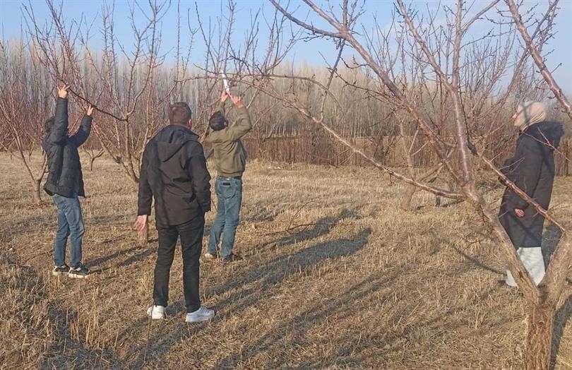 Iğdır’da meyve ağaçlarında budama başladı