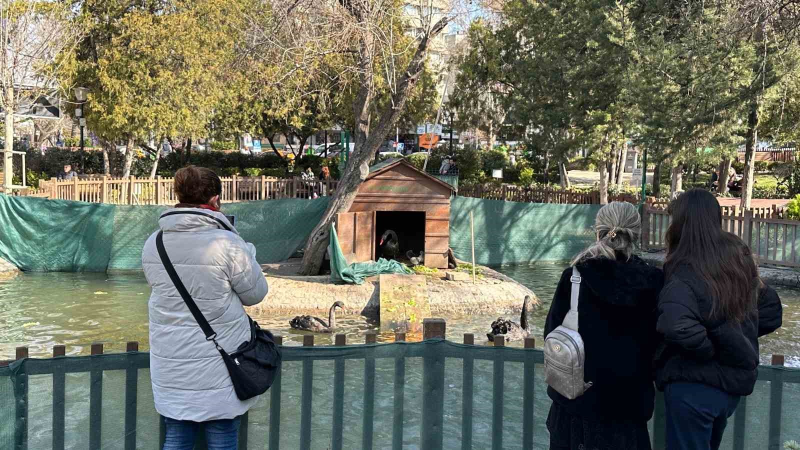 Kuğulu Park’ın yeni dünyaya gelen yavru siyah kuğularına yoğun ilgi
