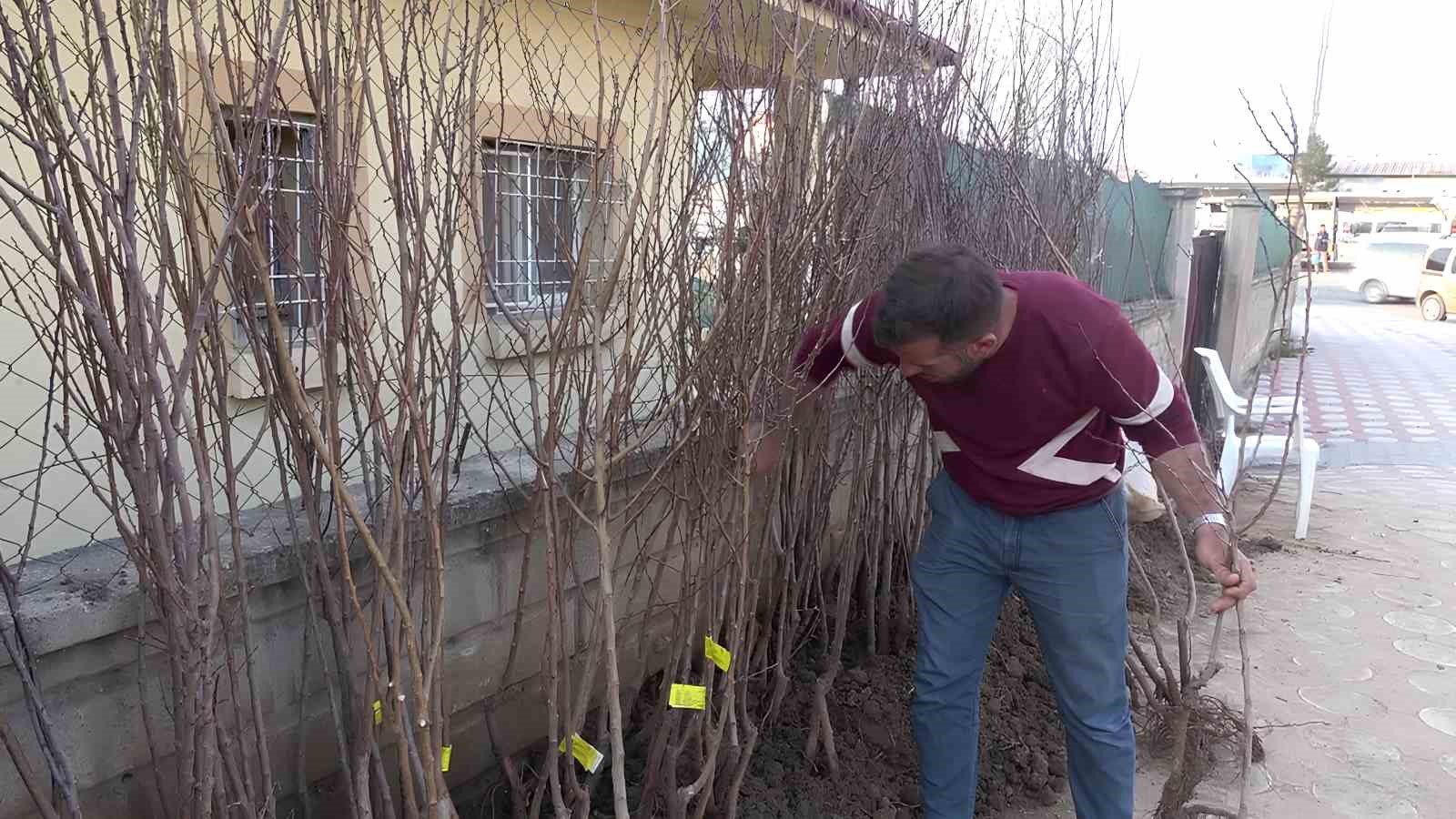 Siirt&rsquo;te y&uuml;zlerce meyve fidanı toprakla buluşmayı bekliyor
