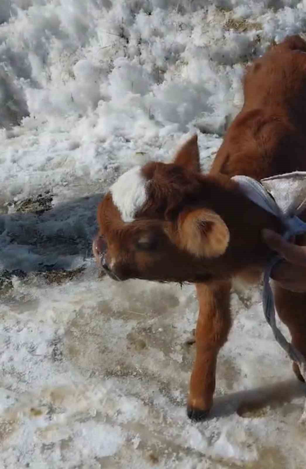 Burun ve dudağı eksik olarak doğan buzağı, biberonla besleniyor
