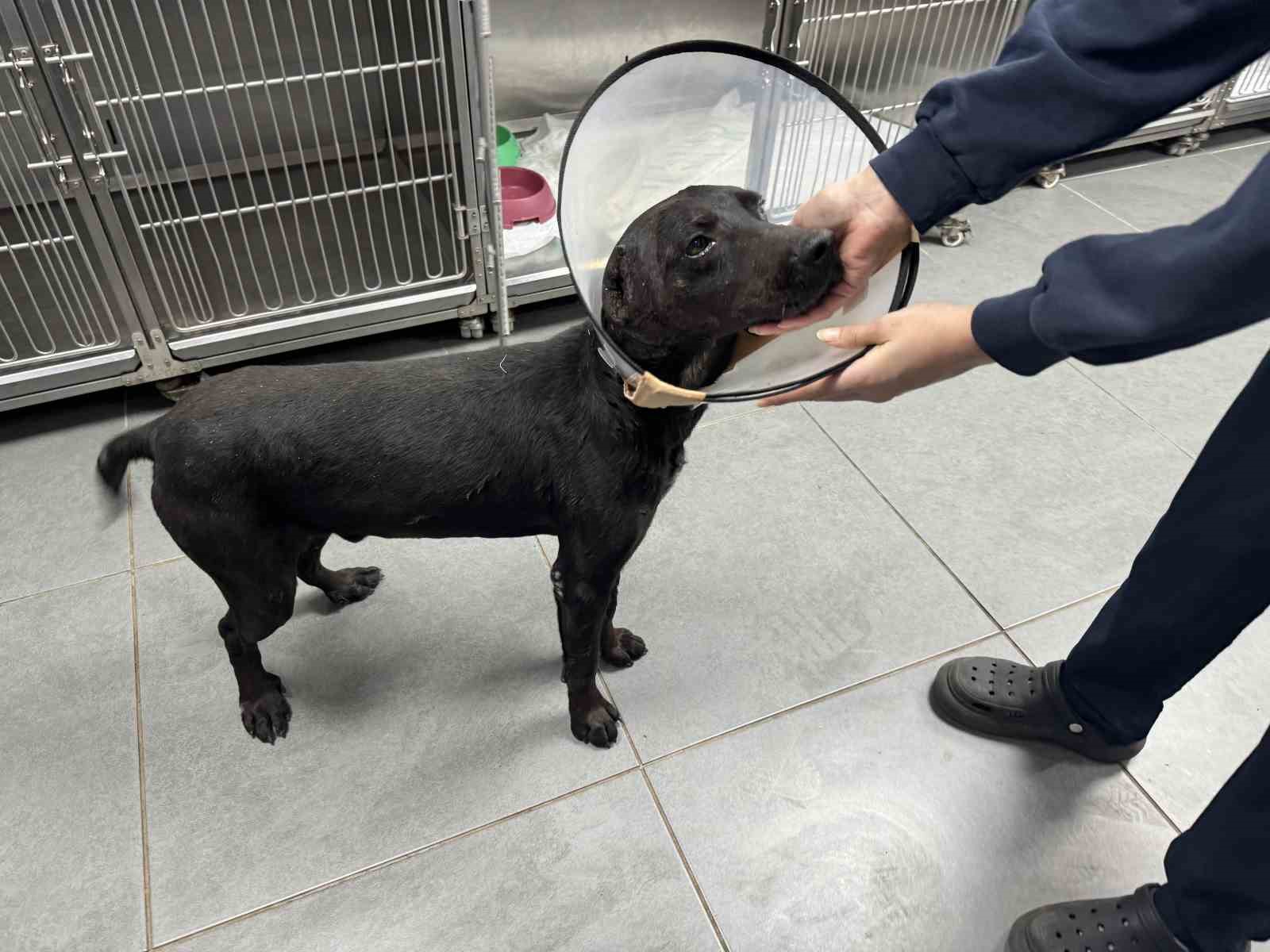 T&uuml;m&ouml;r nedeniyle k&ouml;peğin kulağı ampute edildi
