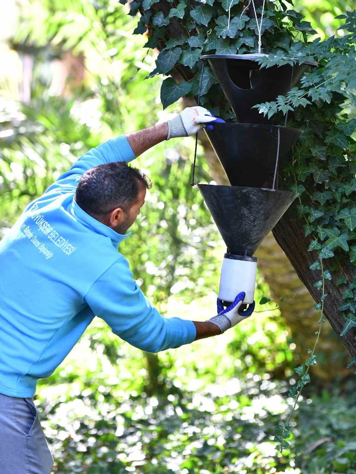 Aydın’da kırmızı palmiye böceği kontrolleri yapılıyor
