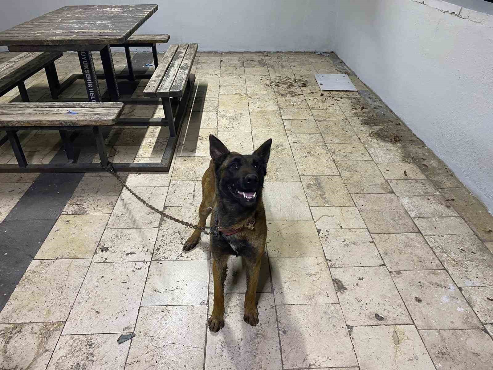 Şanlıurfa’da kurt köpeğini çalan hırsızlar yakalandı