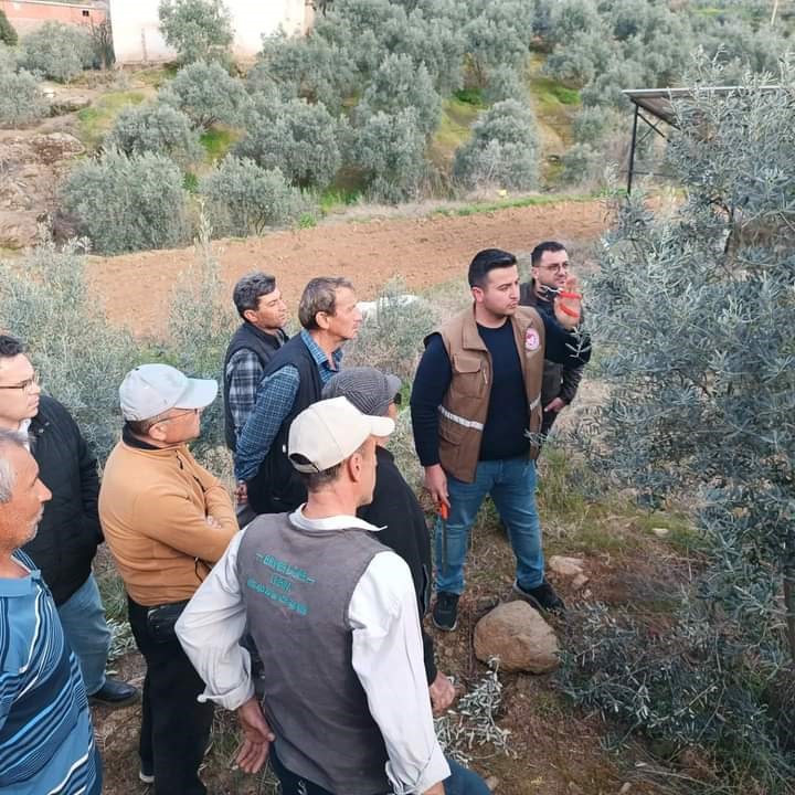 Sarıgöl’de zeytin budama eğitimi