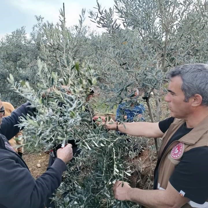 Sarıgöl’de zeytin budama eğitimi