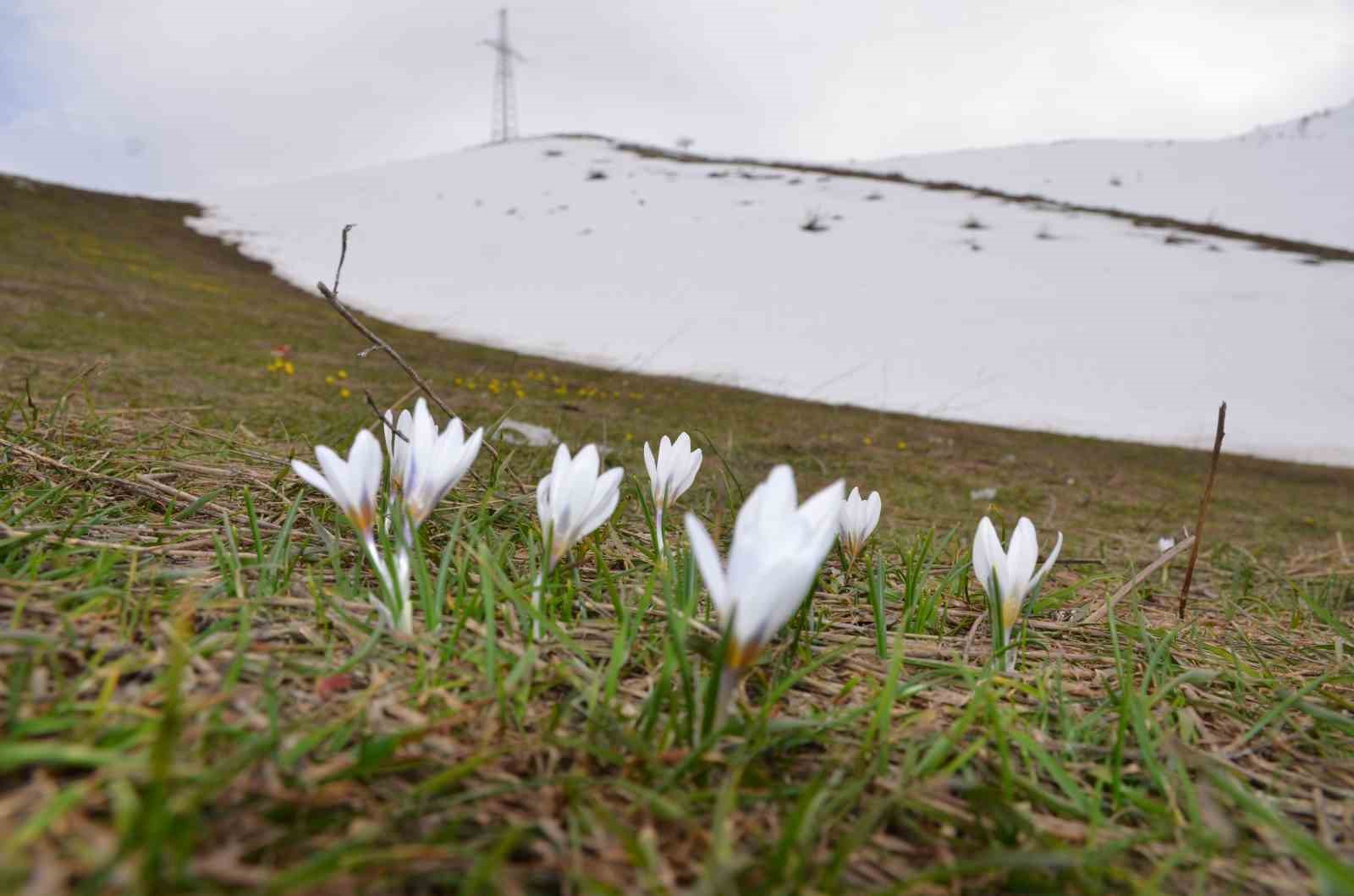 Şırnak’ta aynı anda hem kış hem bahar yaşanıyor
