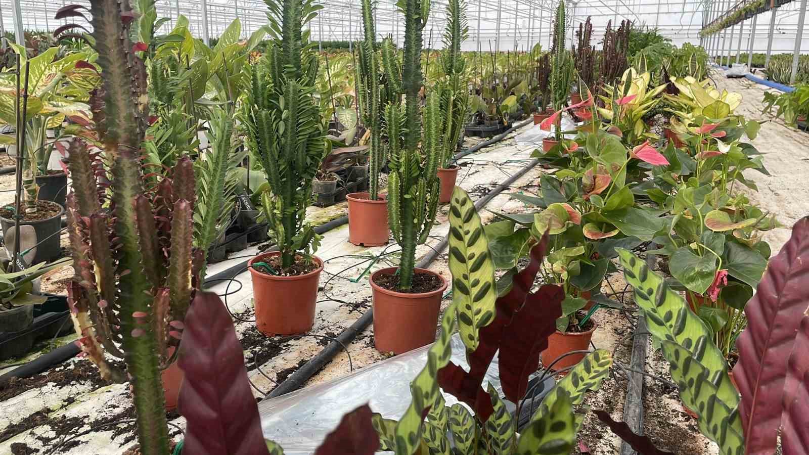 Tarım diyarı Şanlıurfa s&uuml;s bitkilerinin merkezi oluyor
