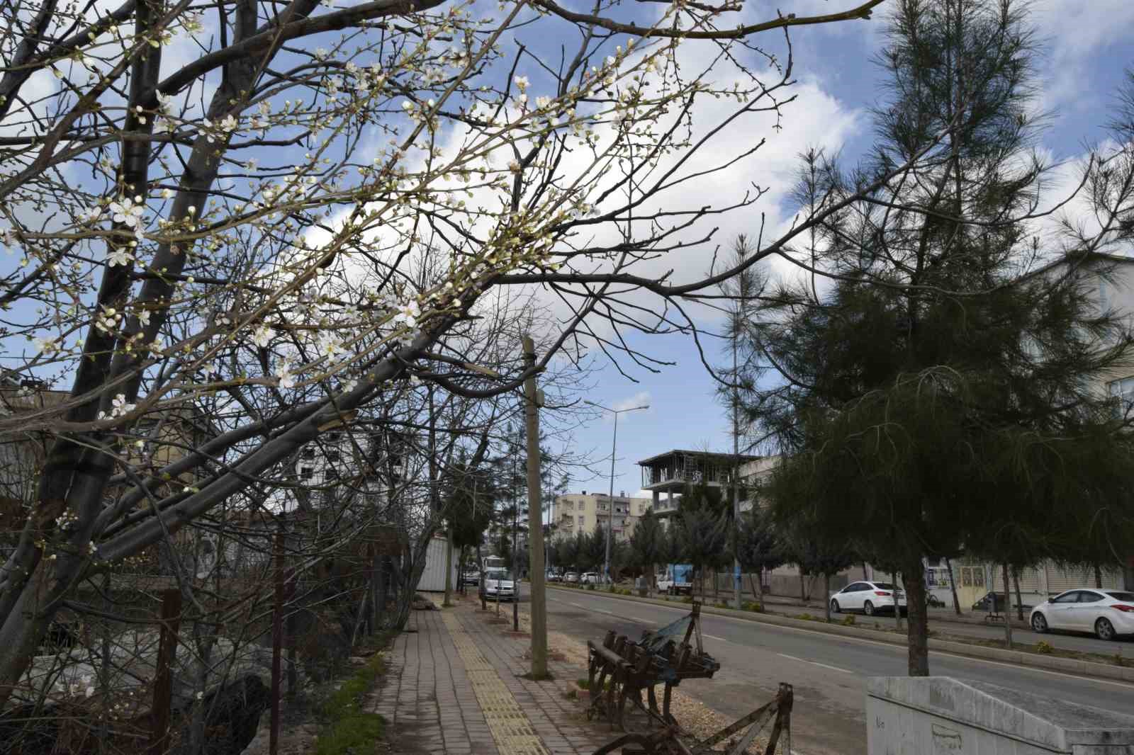 Dicle’de ağaçların çiçek açmasıyla renk cümbüşü oluştu
