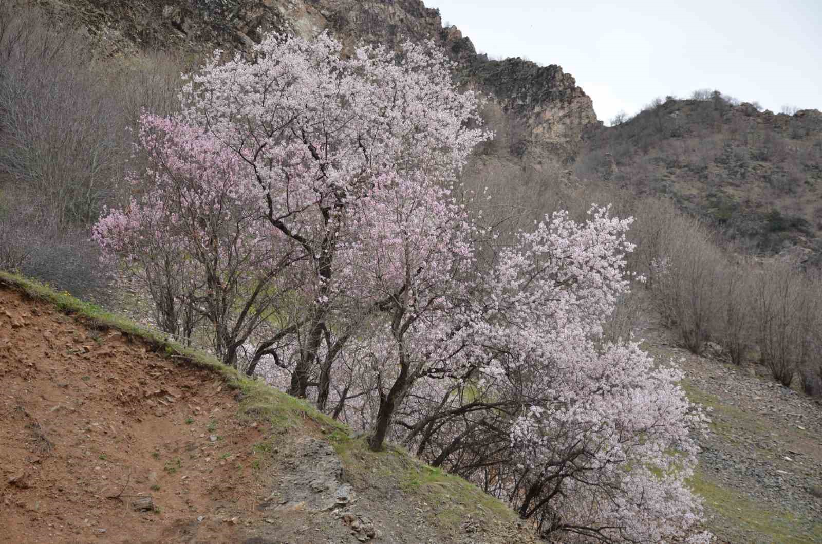 Şırnak’ta badem ağaçları çiçek açtı