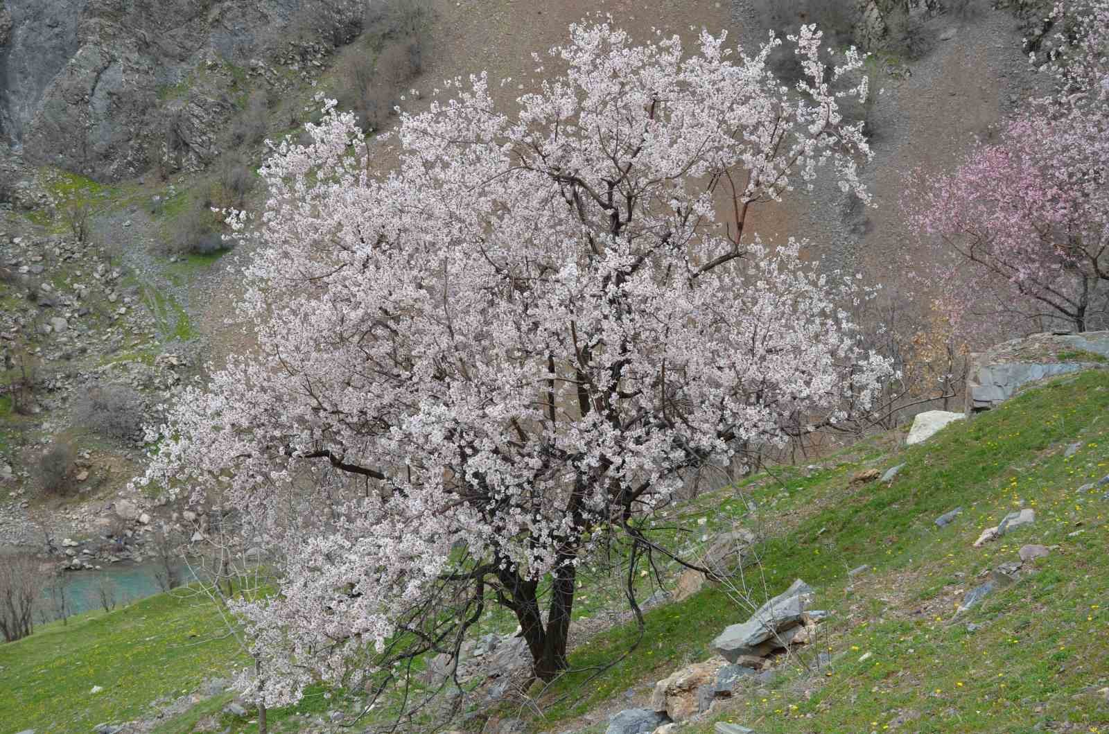 Şırnak’ta badem ağaçları çiçek açtı
