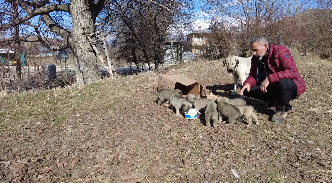 9 yavrusu bulunan sokak k&ouml;peğine mahalleli sahip &ccedil;ıkıyor
