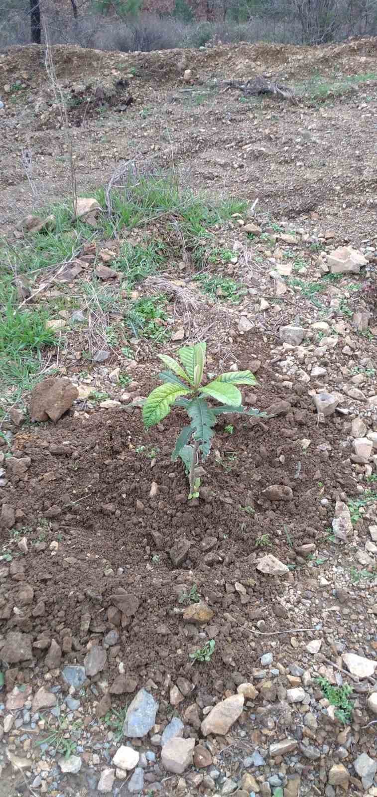 Kazdağlarında Bal Ormanı Projesi arıcıları sevindirdi