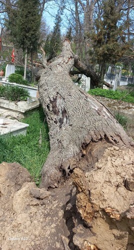 Bakımsızlıktan yıkılan ağa&ccedil;lar mezarlara zarar verdi
