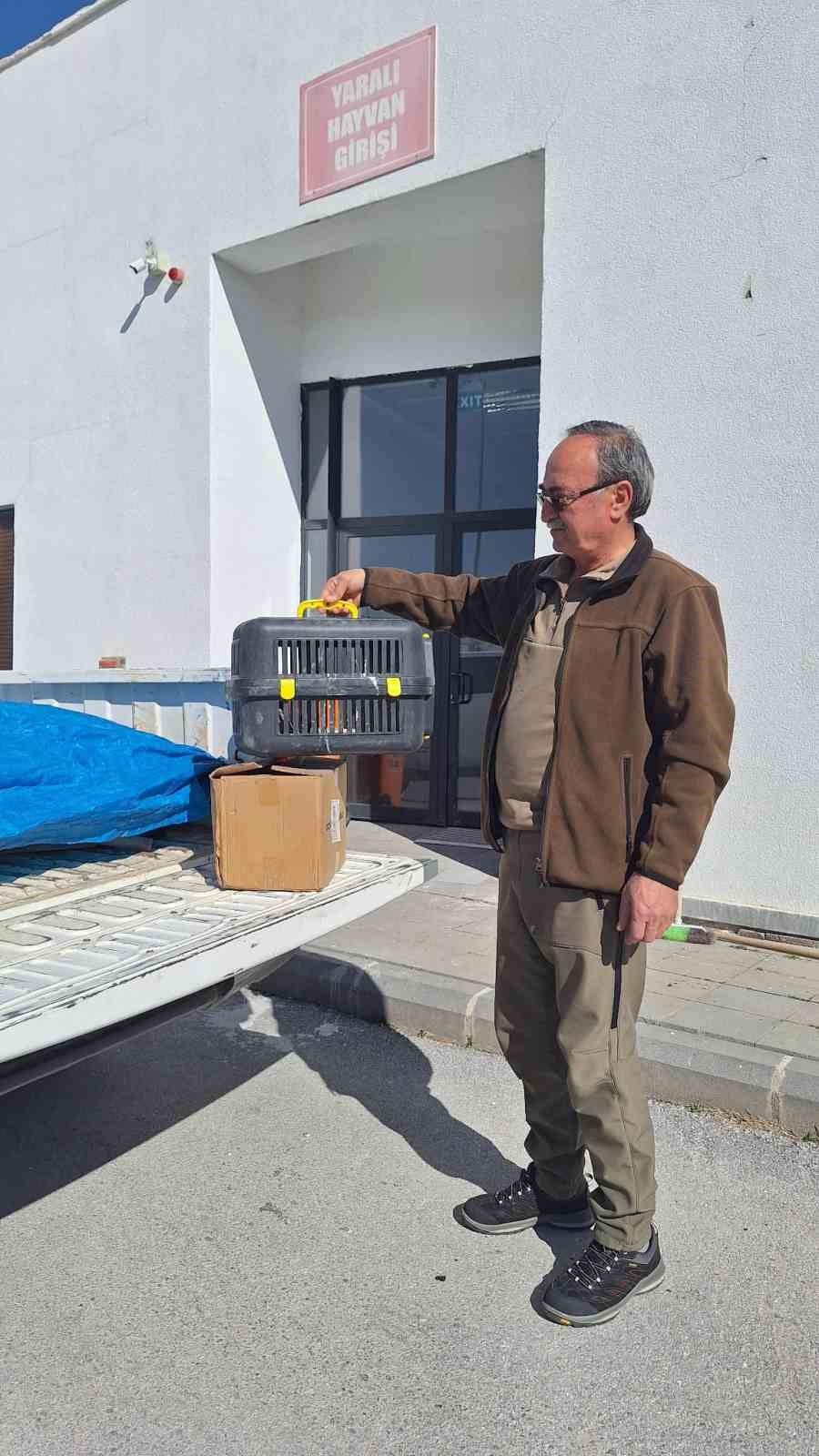 Yaralı kulaklı orman baykuşu tedavi altına alındı
