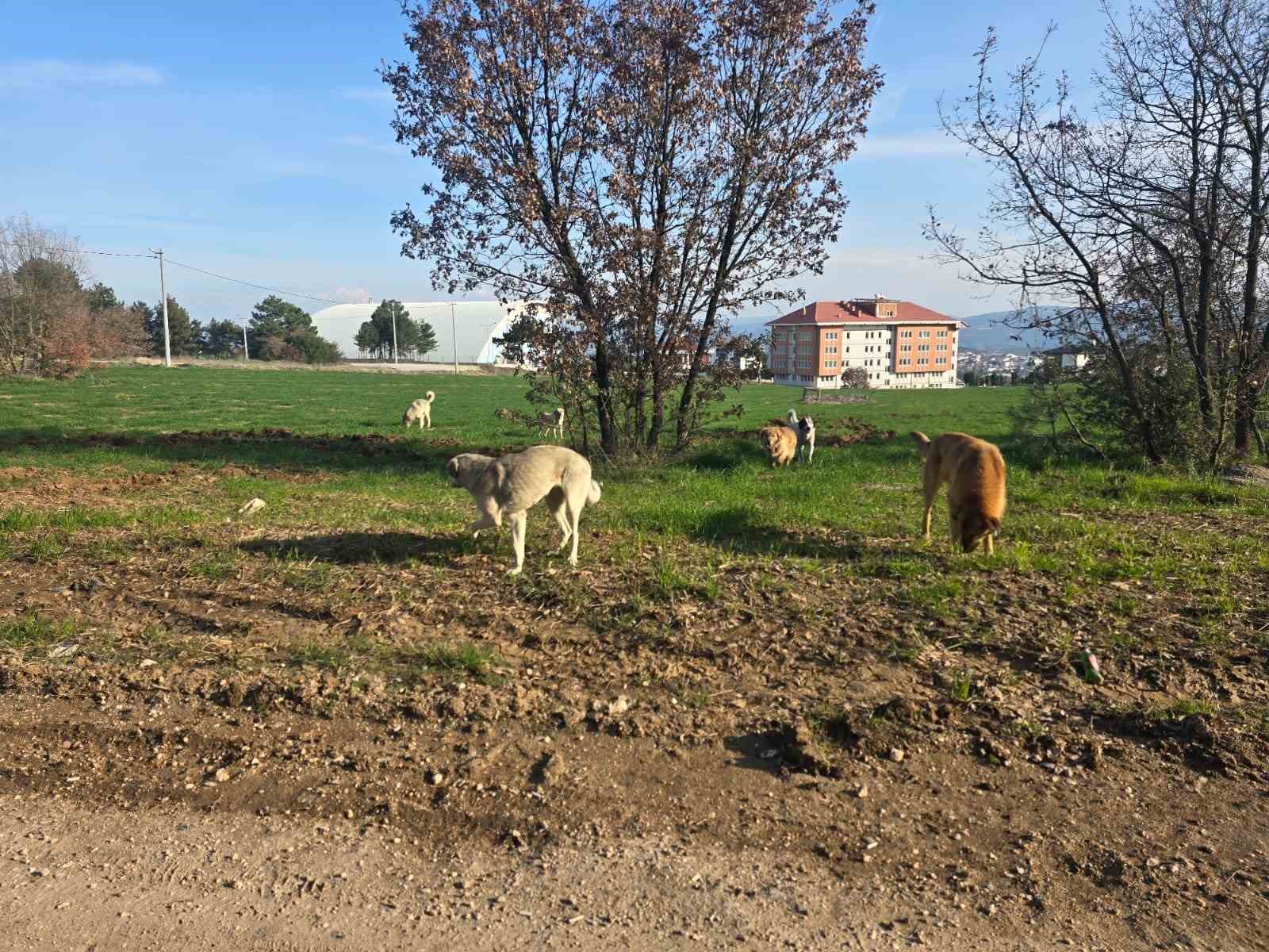 Bilecik&rsquo;te vatandaşlar s&uuml;r&uuml; halindeki k&ouml;peklerden tedirgin
