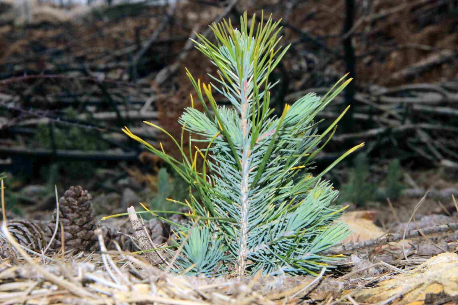 21 Mart’ta Muğla ve Aydın’da 50 bin fidan toprakla buluşacak
