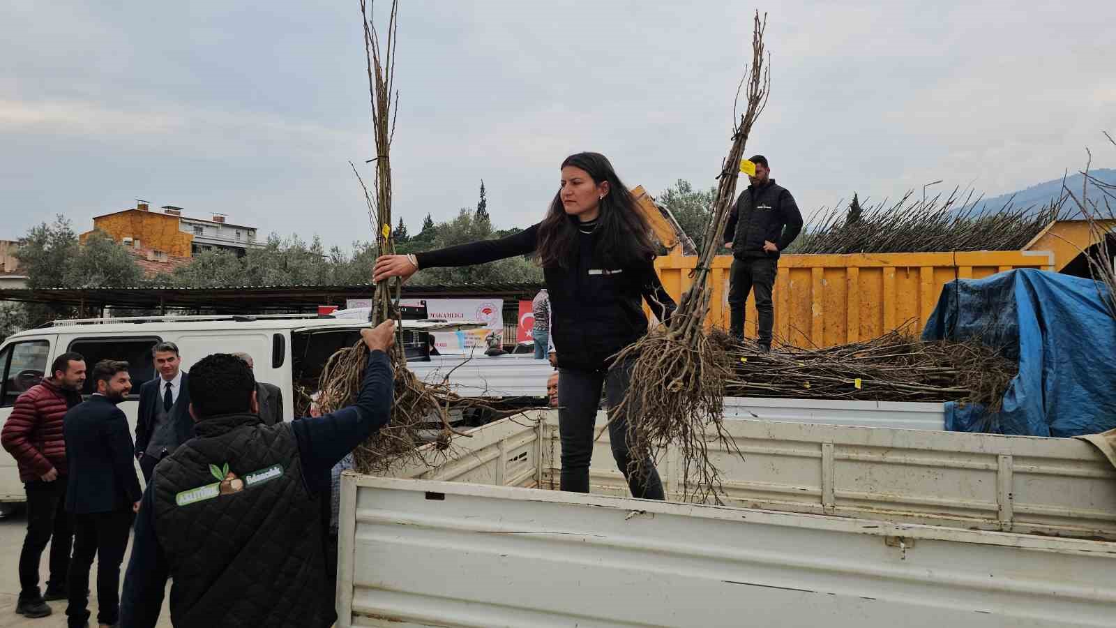Buharkentli üreticiye kestane ve incir fidanı desteği