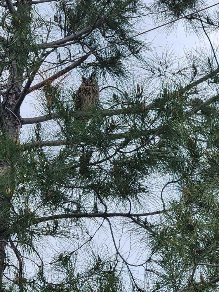 Nesli t&uuml;kenmekte olan boynuzlu baykuş Diyarbakır&rsquo;da g&ouml;r&uuml;ld&uuml;
