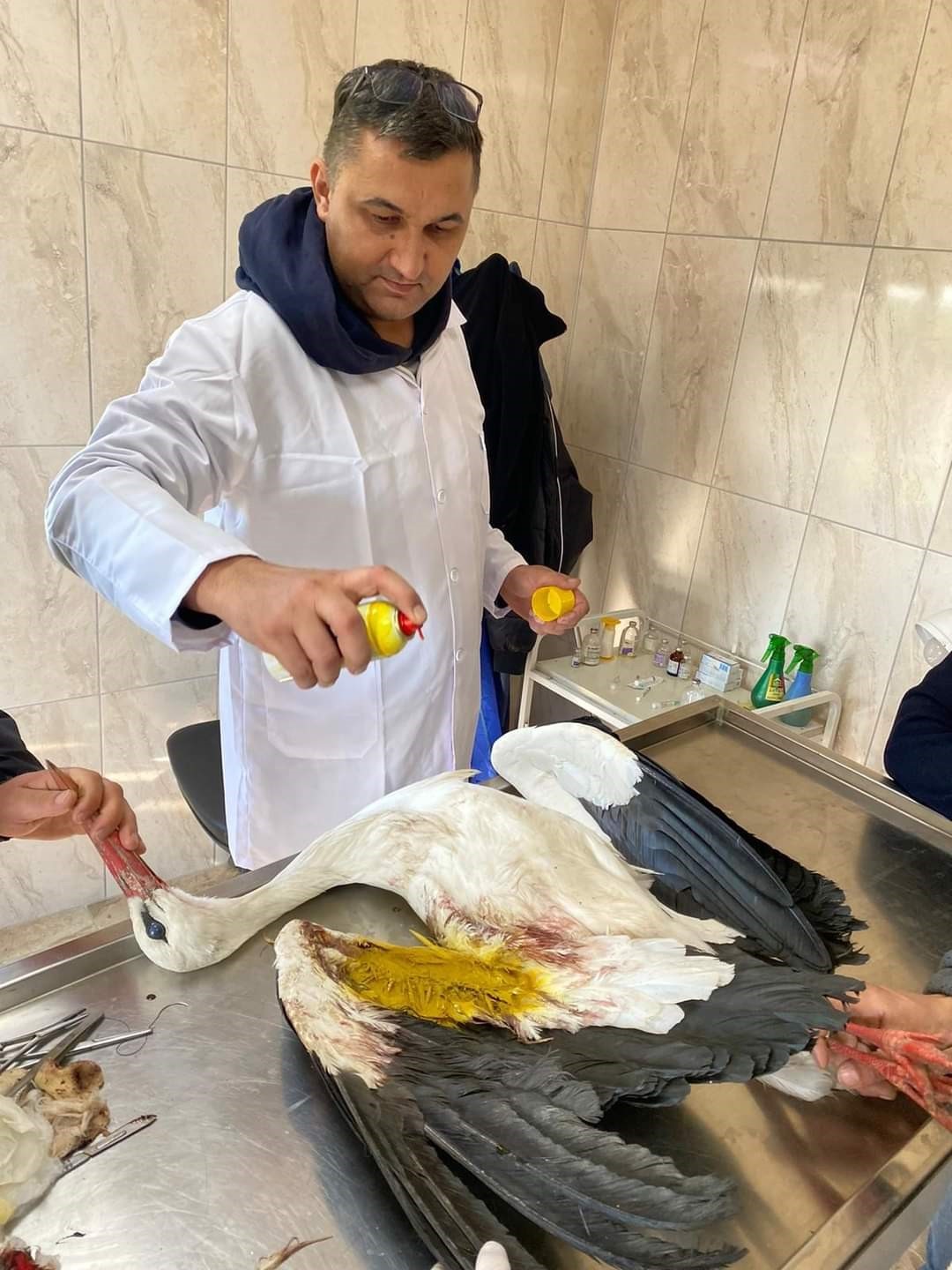 Babaeski’de yaralı halde bulunan leylek tedavi edildi