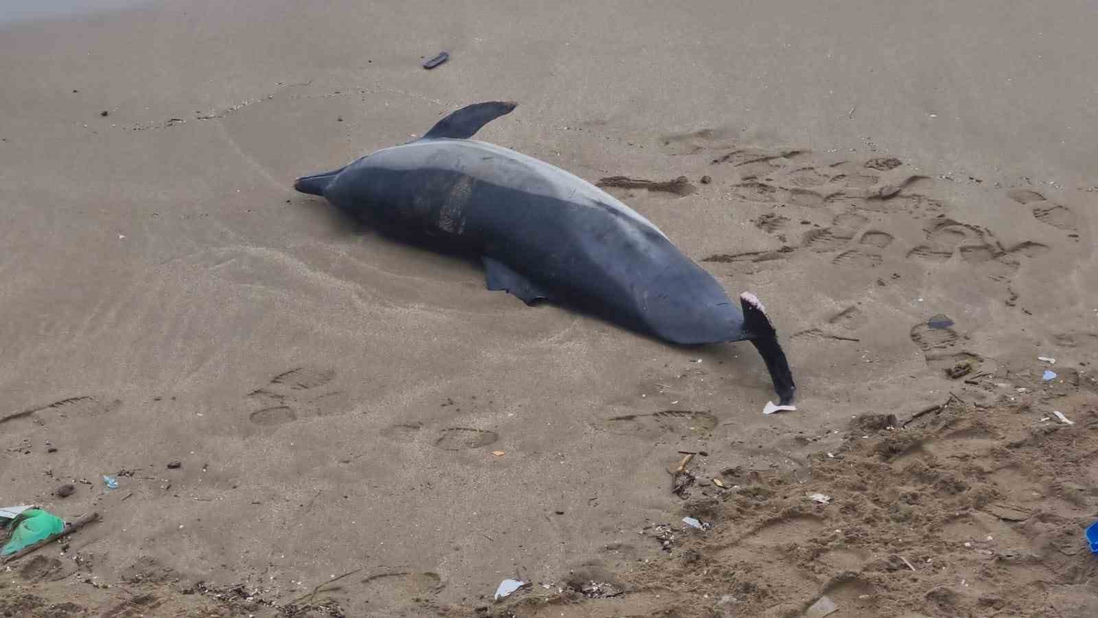Sinop&rsquo;ta kıyıya vurmuş &ouml;l&uuml; yunus bulundu
