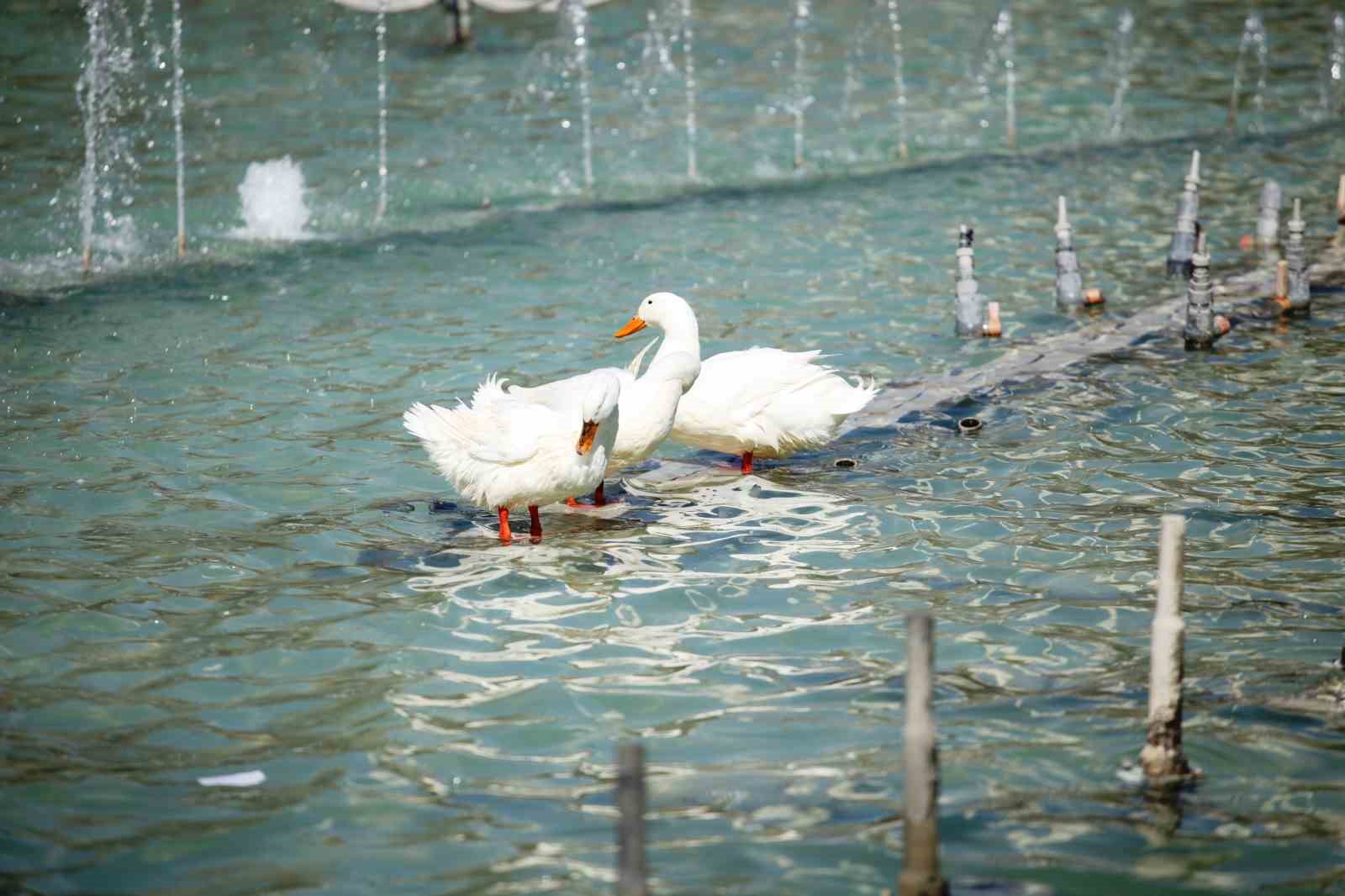 Konya’da güneşli havanın ilgi odağı kuğular