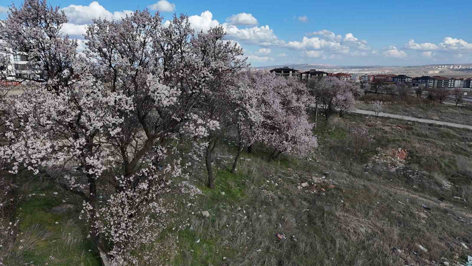 Erken &ccedil;i&ccedil;ek a&ccedil;an ağa&ccedil;ların g&ouml;r&uuml;nt&uuml;s&uuml; mest etti

