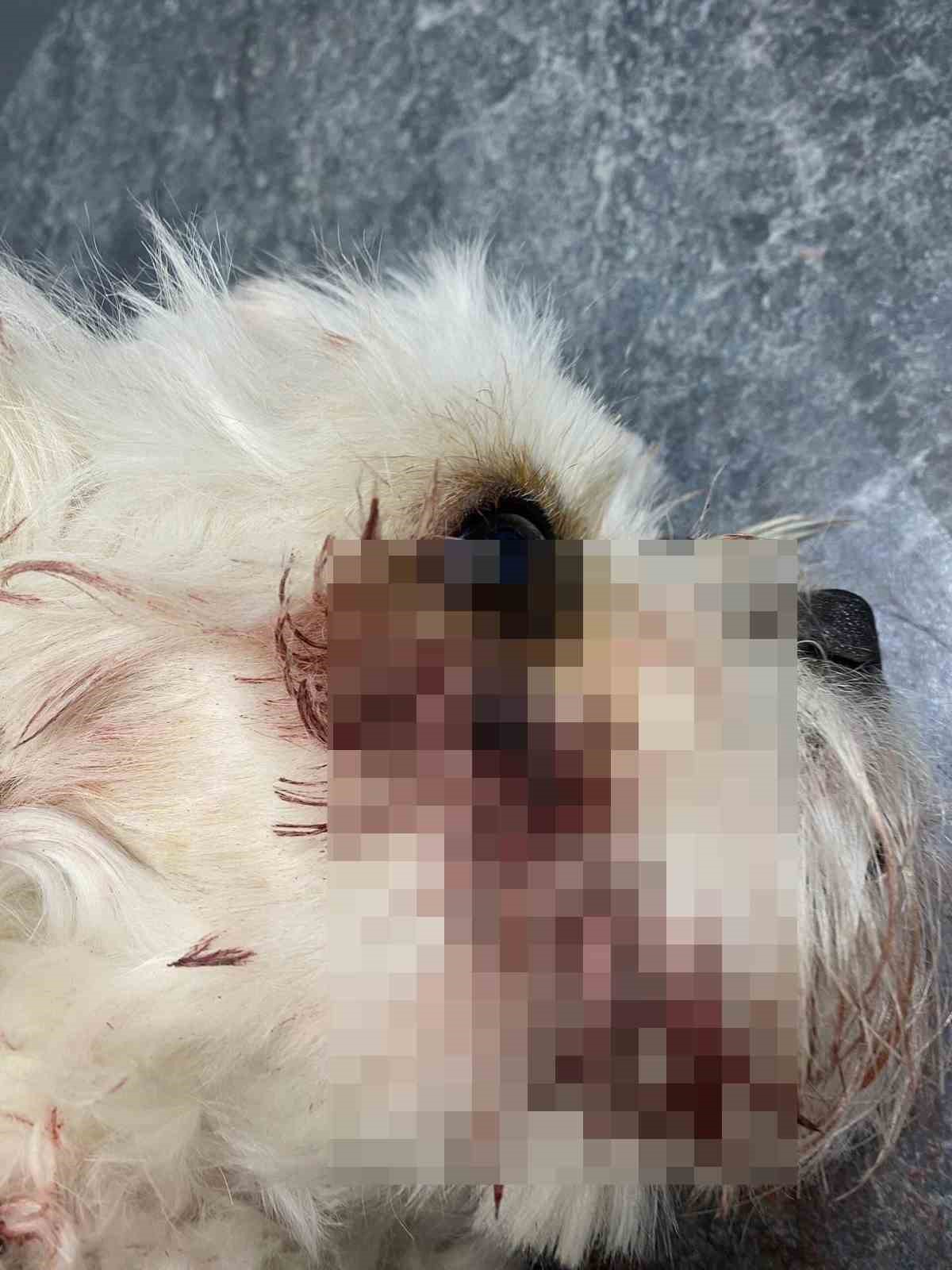 Sosyal medya fenomeni Banu Parlak’ın köpeği, komşusunun köpeğini parçalayarak öldürdü