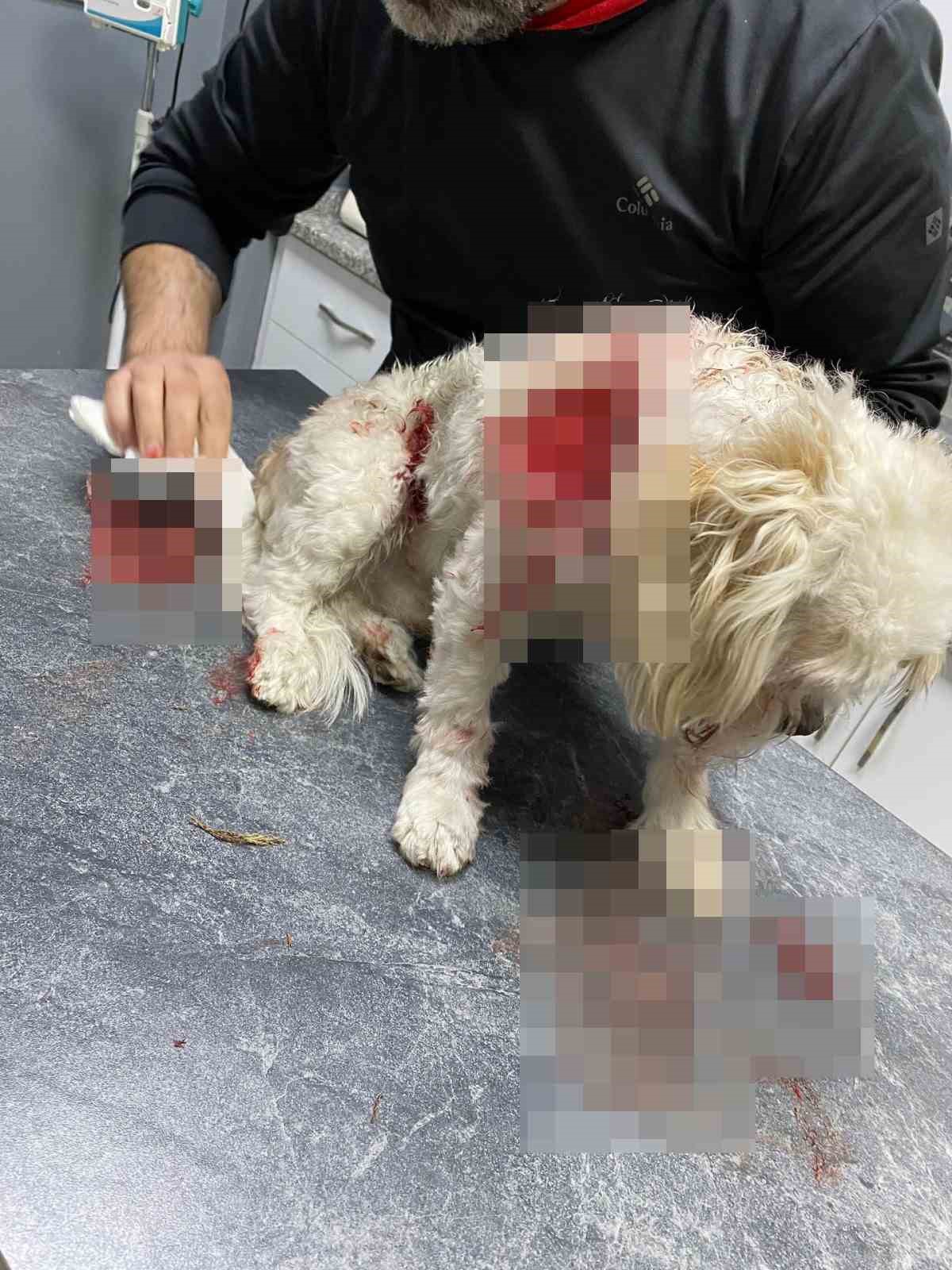 Sosyal medya fenomeni Banu Parlak’ın köpeği, komşusunun köpeğini parçalayarak öldürdü

