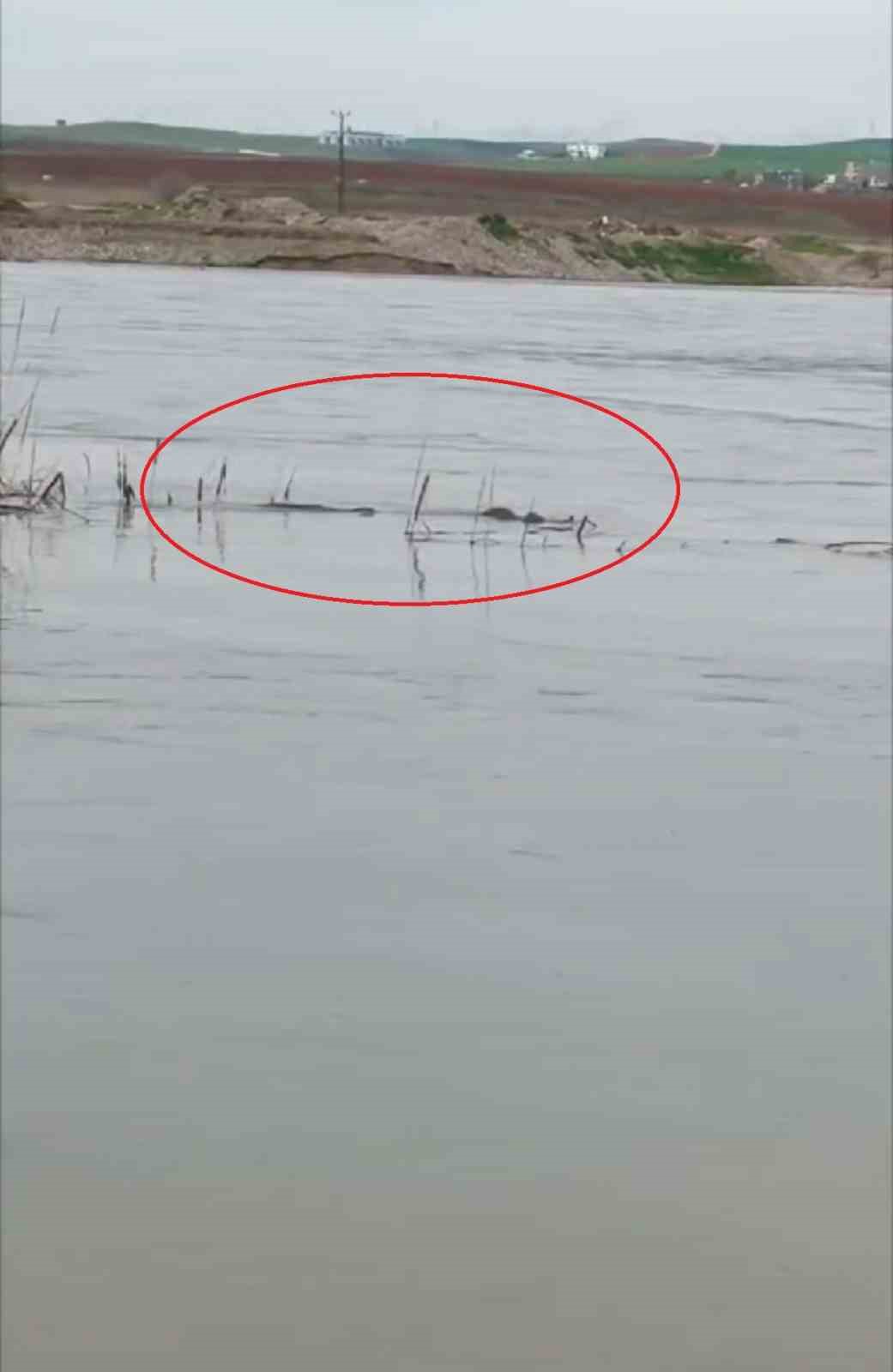 Diyarbakır&rsquo;da nesli tehdit altında olan su samuru g&ouml;r&uuml;ld&uuml;
