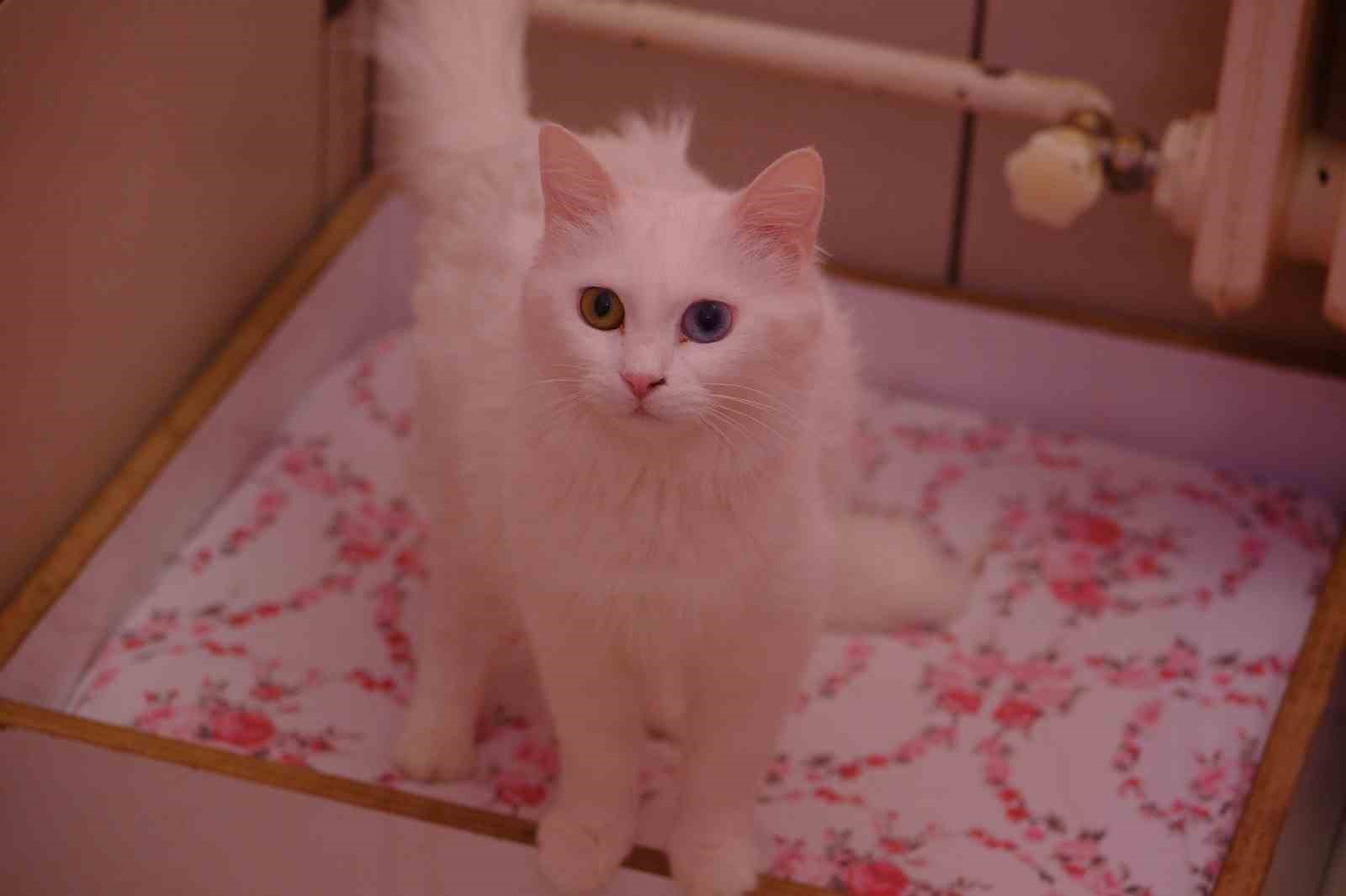 Bu yılın ilk yavru Van kedileri d&uuml;nyaya geldi
