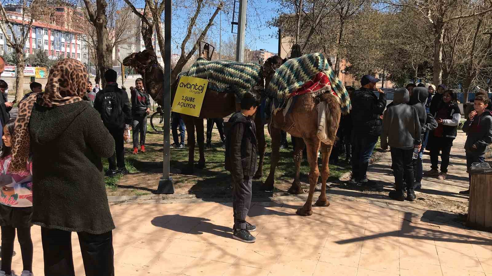 Z&uuml;caciye d&uuml;kkanı reklamı deve kervanı ve Midilli atlarıyla yapıldı
