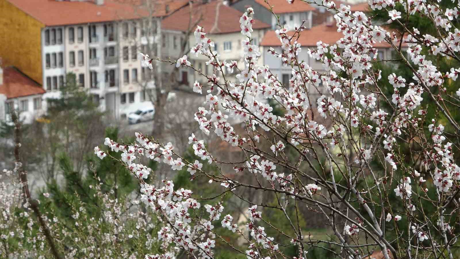 K&uuml;tahya&rsquo;da badem ağa&ccedil;larının &ccedil;i&ccedil;ek a&ccedil;ması g&uuml;zel g&ouml;r&uuml;nt&uuml;ler oluşturdu
