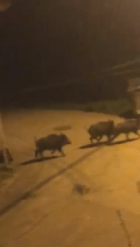 Bursa’da domuz sürüsü şehir merkezine indi

