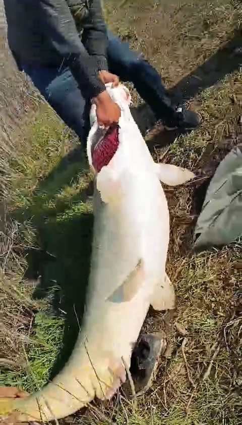 Adıyaman’da 70 kilogram ağırlığında turna balığı yakalandı
