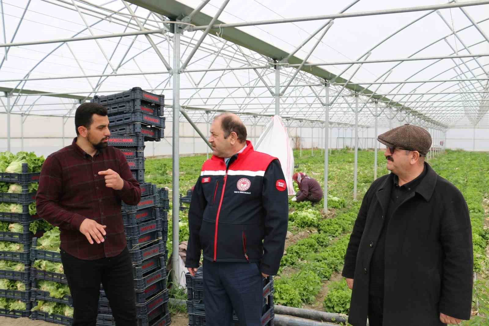 Erzincan&rsquo;da seralarda marul hasadı s&uuml;r&uuml;yor
