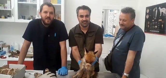 Kazdağları Milli Parklar Şefliği baygın bulunan tilki i&ccedil;in seferber oldu

