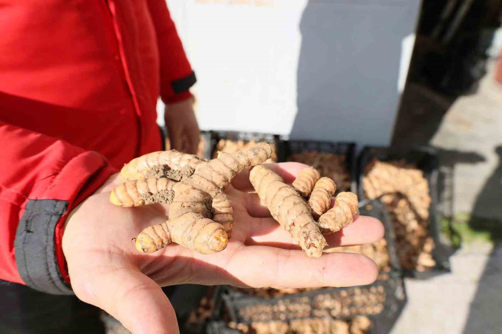 Muğla’da Zerdeçal ve Zencefil üretimine büyük ilgi