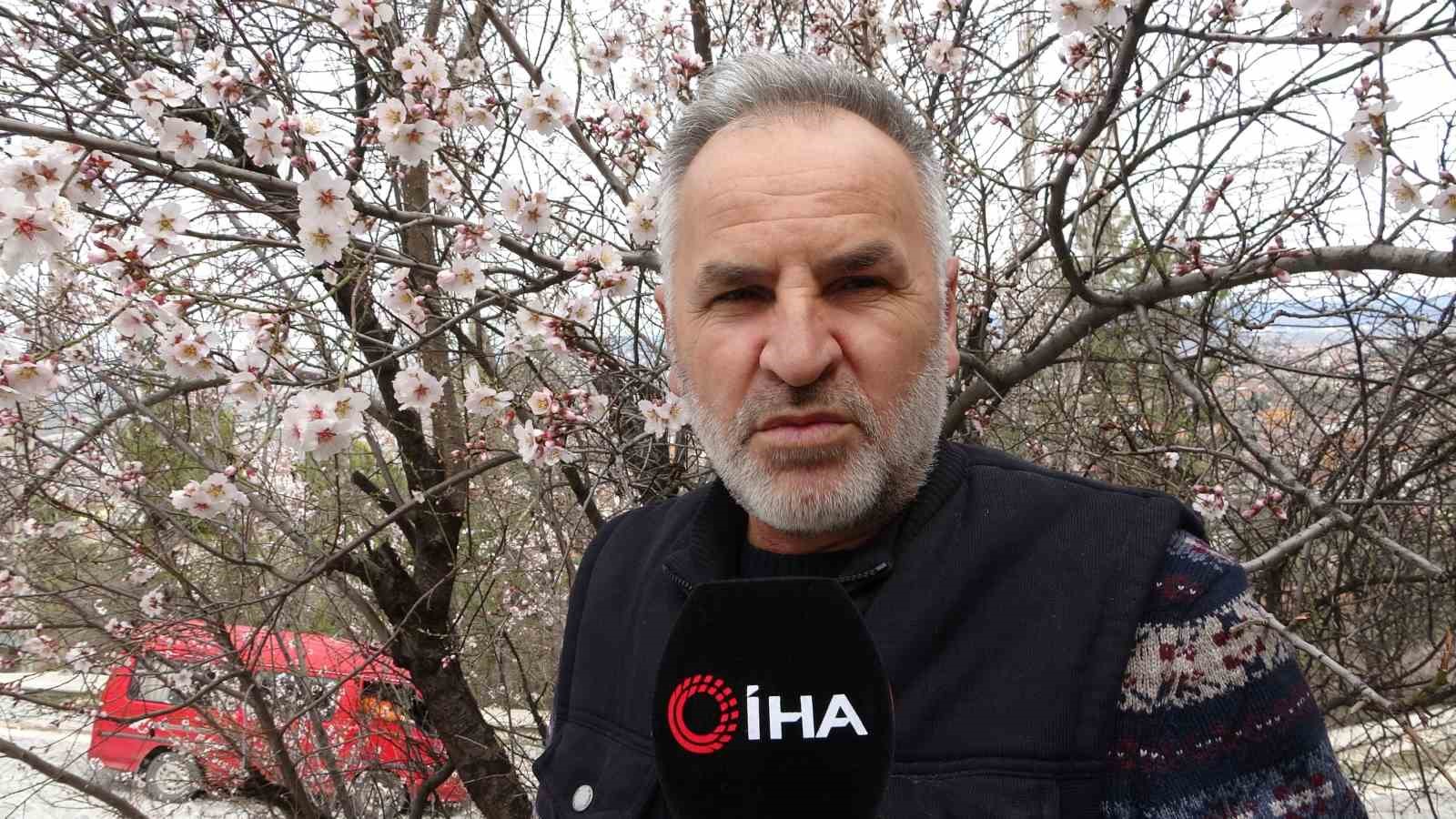 Badem ağaçları bu yıl zamanında çiçek açtı