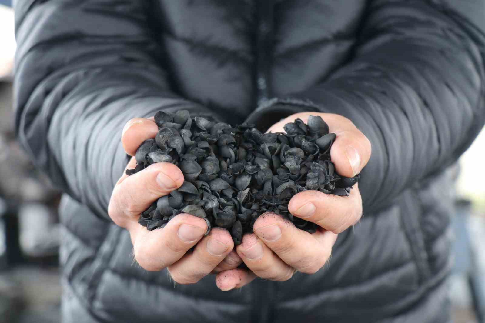 İthal edilen kömürü, onlarca denemenin ardından fındık kabuğundan üretti
