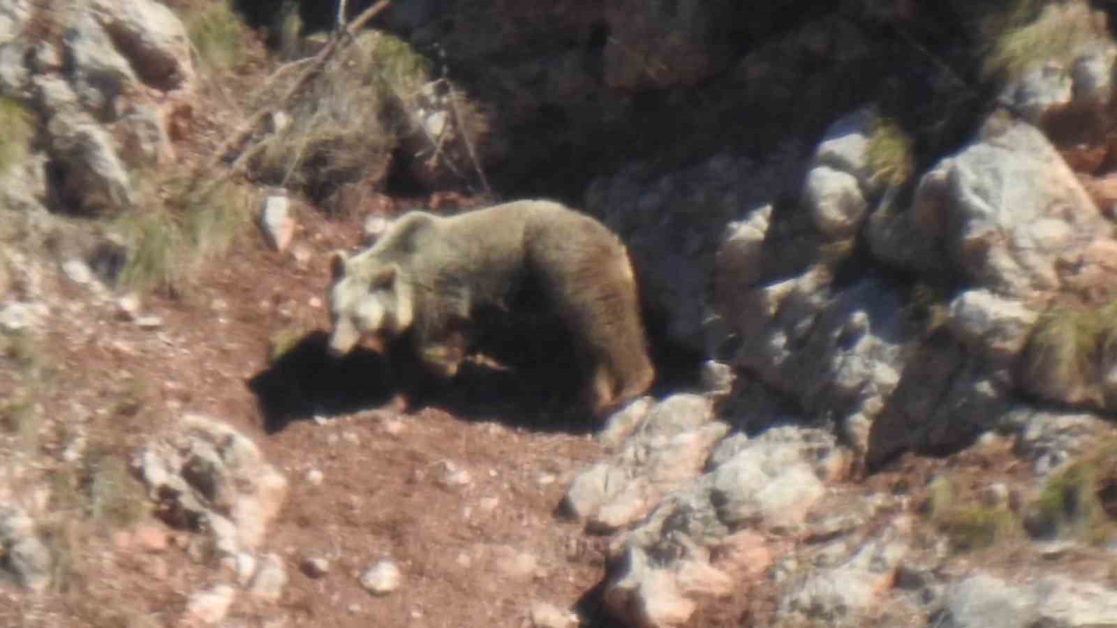 G&uuml;m&uuml;şhane&rsquo;de sol &ouml;n ayağı kopmuş &lsquo;Topal Ayı&rsquo; g&ouml;r&uuml;nt&uuml;lendi
