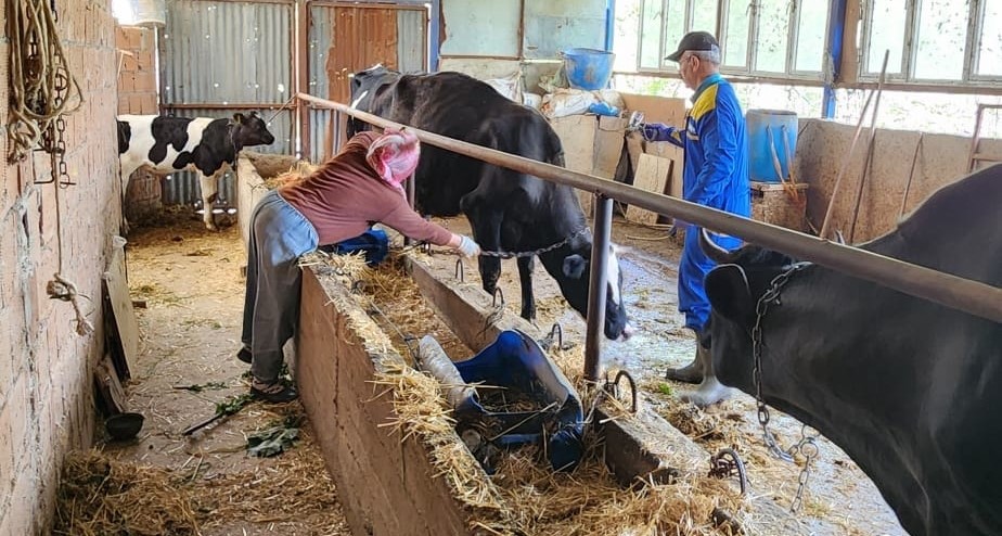 Söke’de büyükbaş hayvanların aşılanması devam ediyor