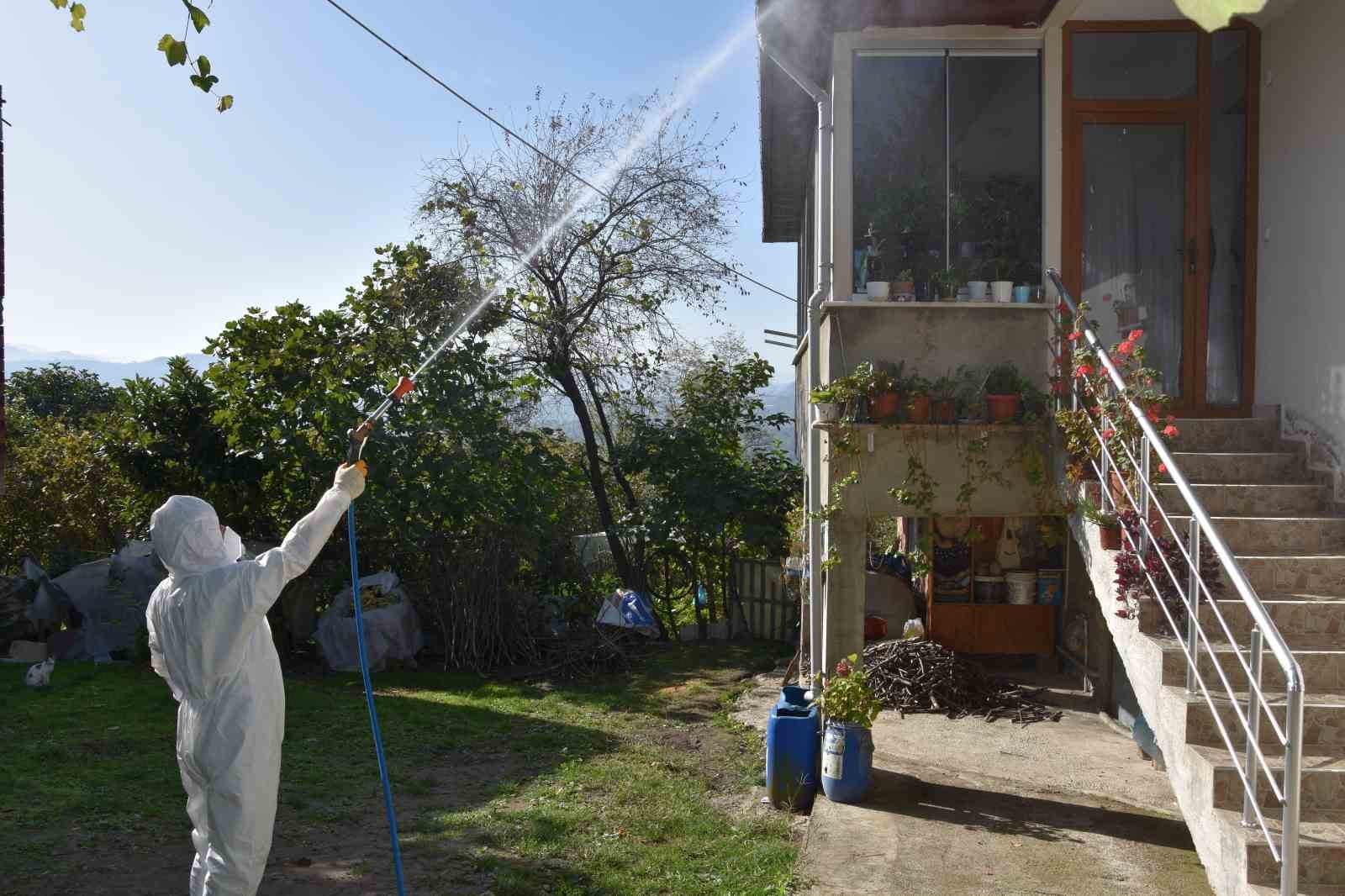 Ordu&rsquo;da kahverengi kokarca ile m&uuml;cadele s&uuml;r&uuml;yor: 40 bin noktada ila&ccedil;lama yapıldı
