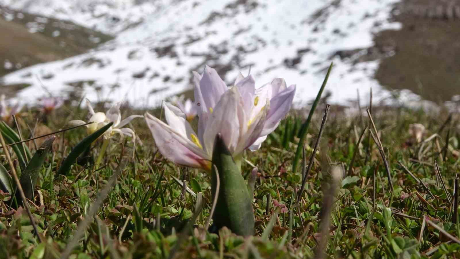 Baharın m&uuml;jdecisi kardelenlerden g&ouml;rsel ş&ouml;len
