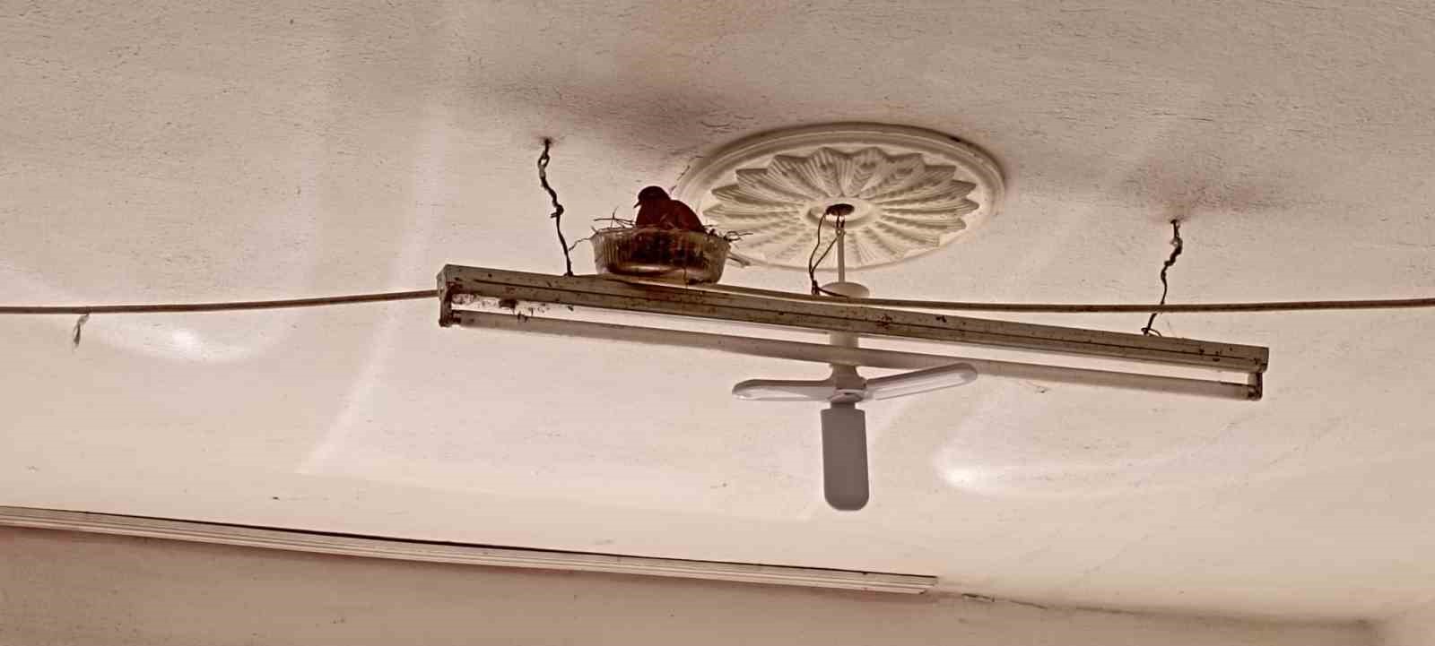 Tokat’ta lastikçi ile kumrunun sıra dışı dostluğu