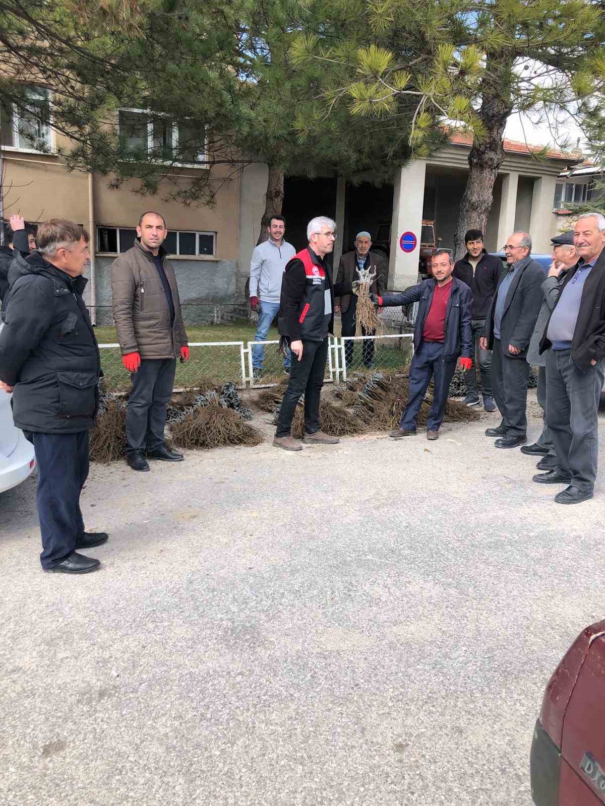 Günyüzü’nde üzüm projesi hayata geçti