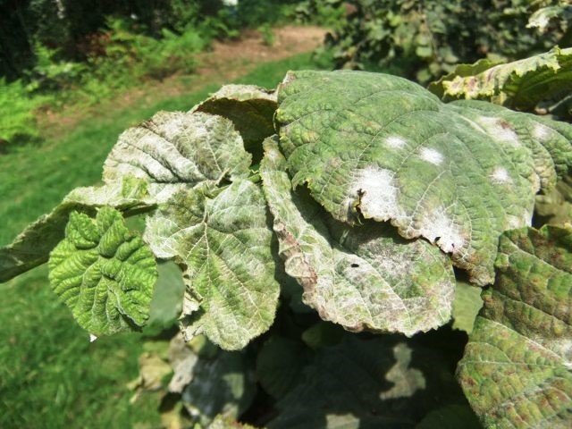 Fındıkta &rsquo;kozalak akarı&rsquo; ve &rsquo;k&uuml;lleme&rsquo; ile m&uuml;cadele
