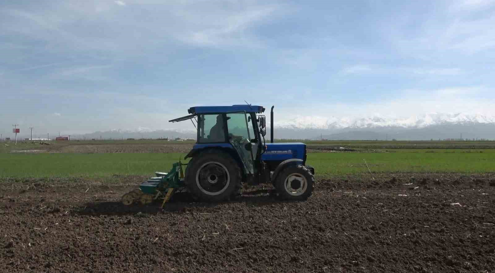 Muş Ovası’nda 635 bin ton şeker pancarı üretimi hedefleniyor